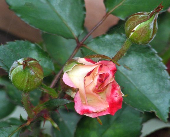 Baldo Villegas photo bv2014_07010008_zps47f4f788.jpg